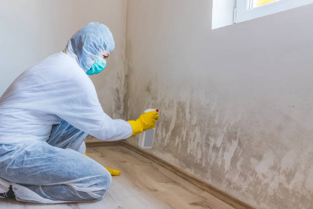Licensed Black Mold Remediation service in Martinsville, IL - Car Mold Remediation